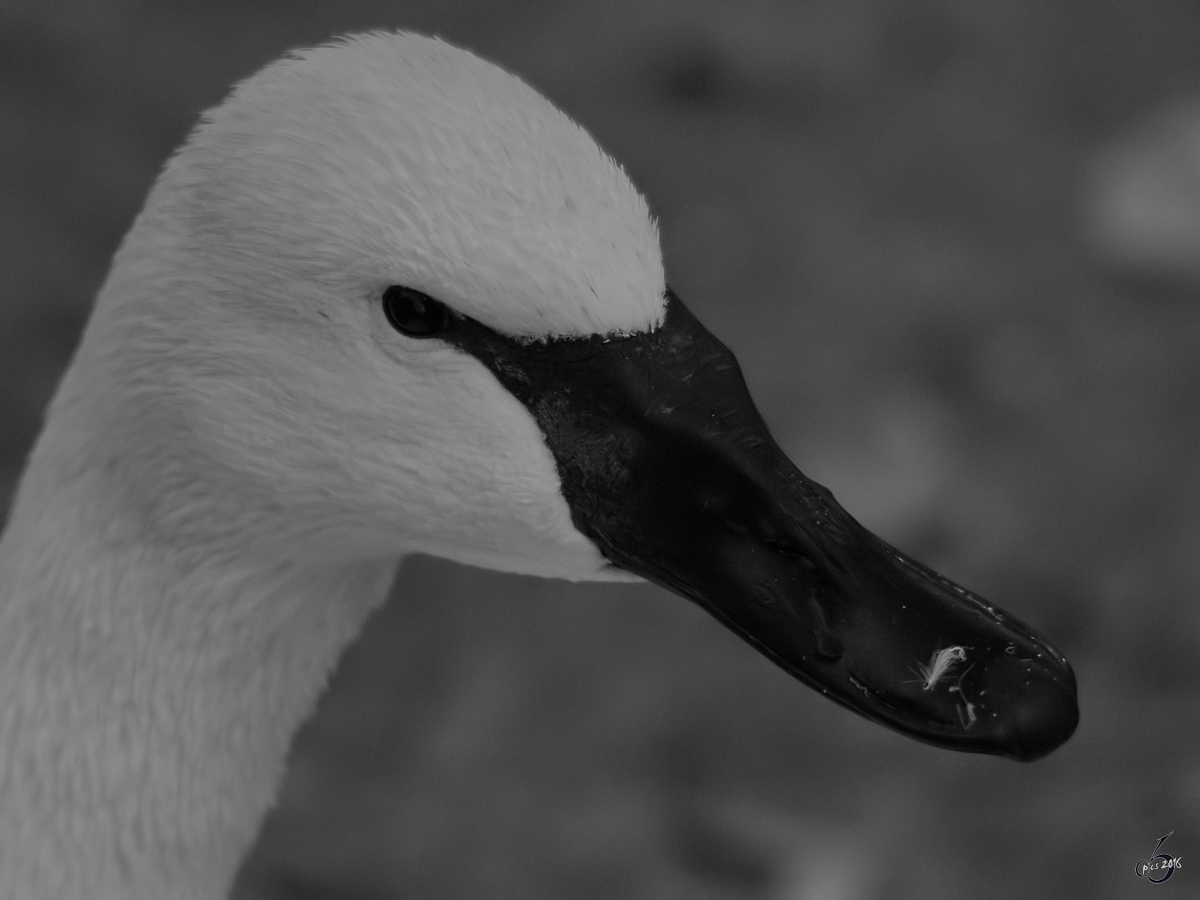 Ein Trompeterschwan im Portrait. (Zoo Wuppertal, Januar 2009)