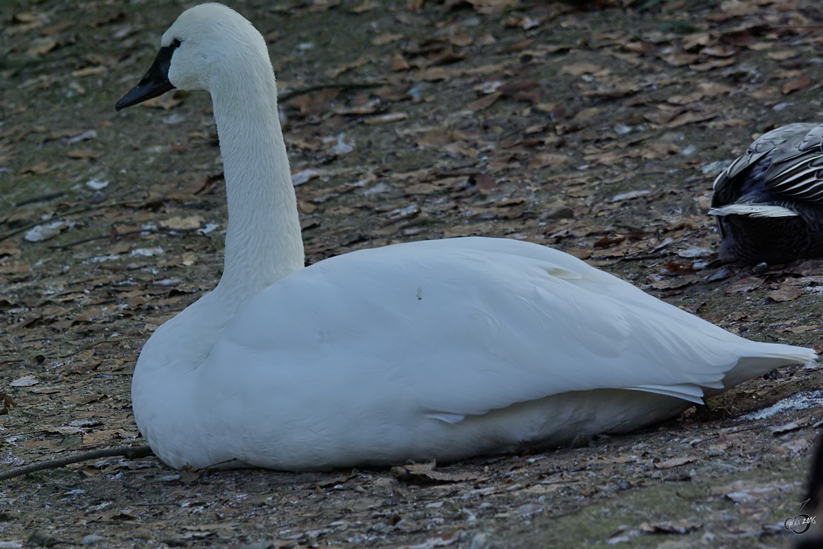 Ein Trompeterschwan im Zoo Wuppertal. (Januar 2009)