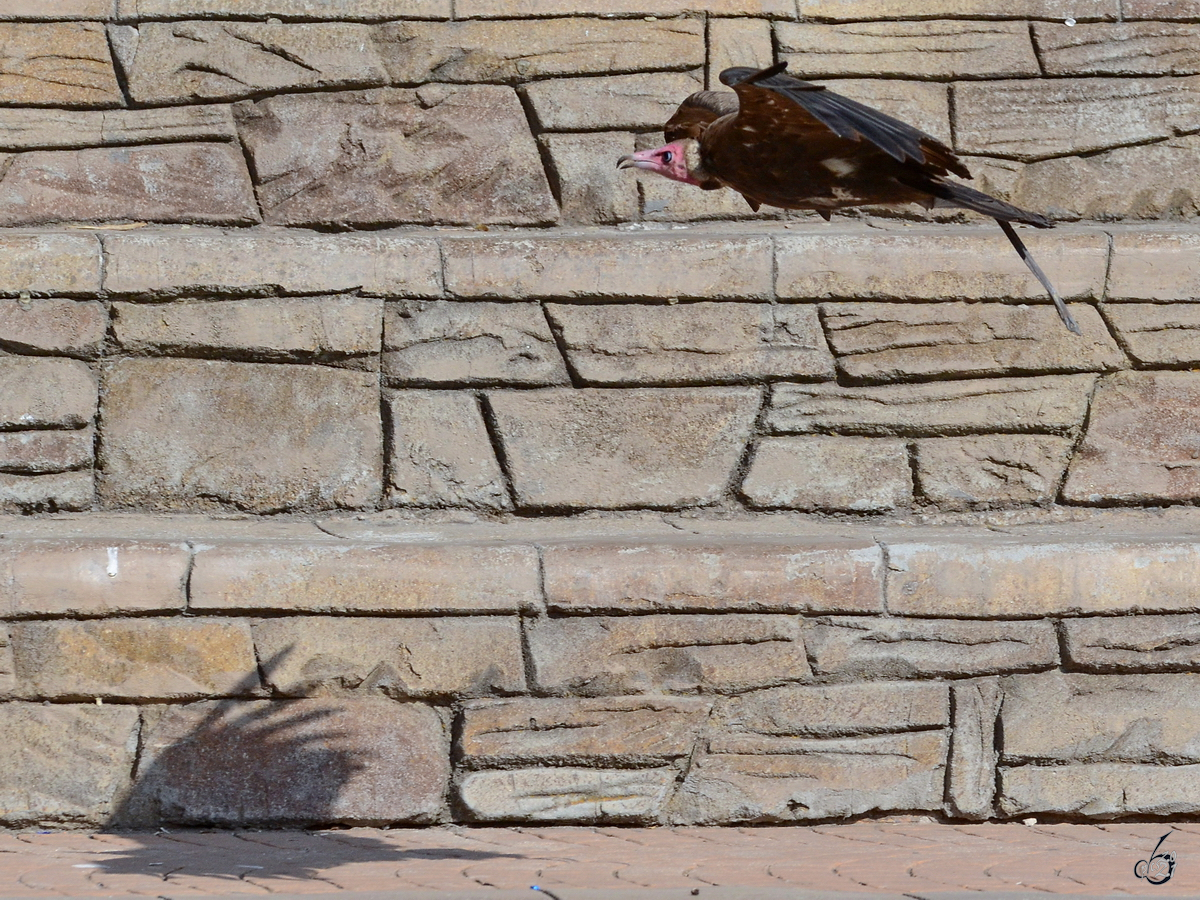 Ein Truthahngeier verfolgt seinen Schatten. (Zoo Madrid, Dezember 2010)