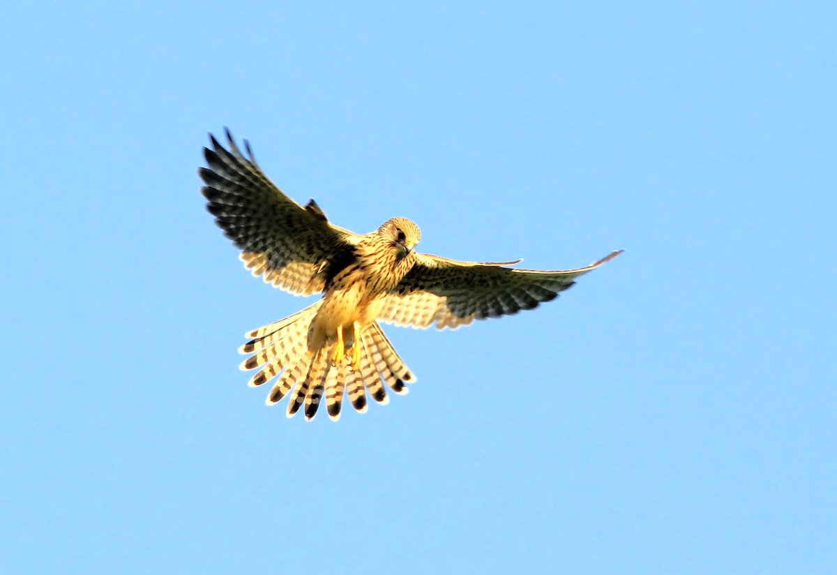 Ein Turmfalke in der Abendsonne, hlt Ausschau nach Beute. Aufgenommen am 25.9.2011.