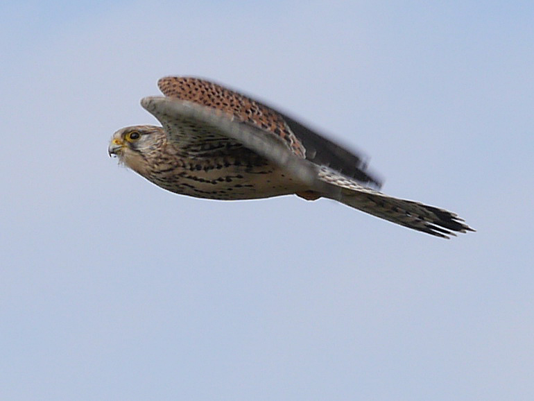 Ein Turmfalke (Falco) im Flug ber der Dresdner Elbwiese (1); 18.03.2016
