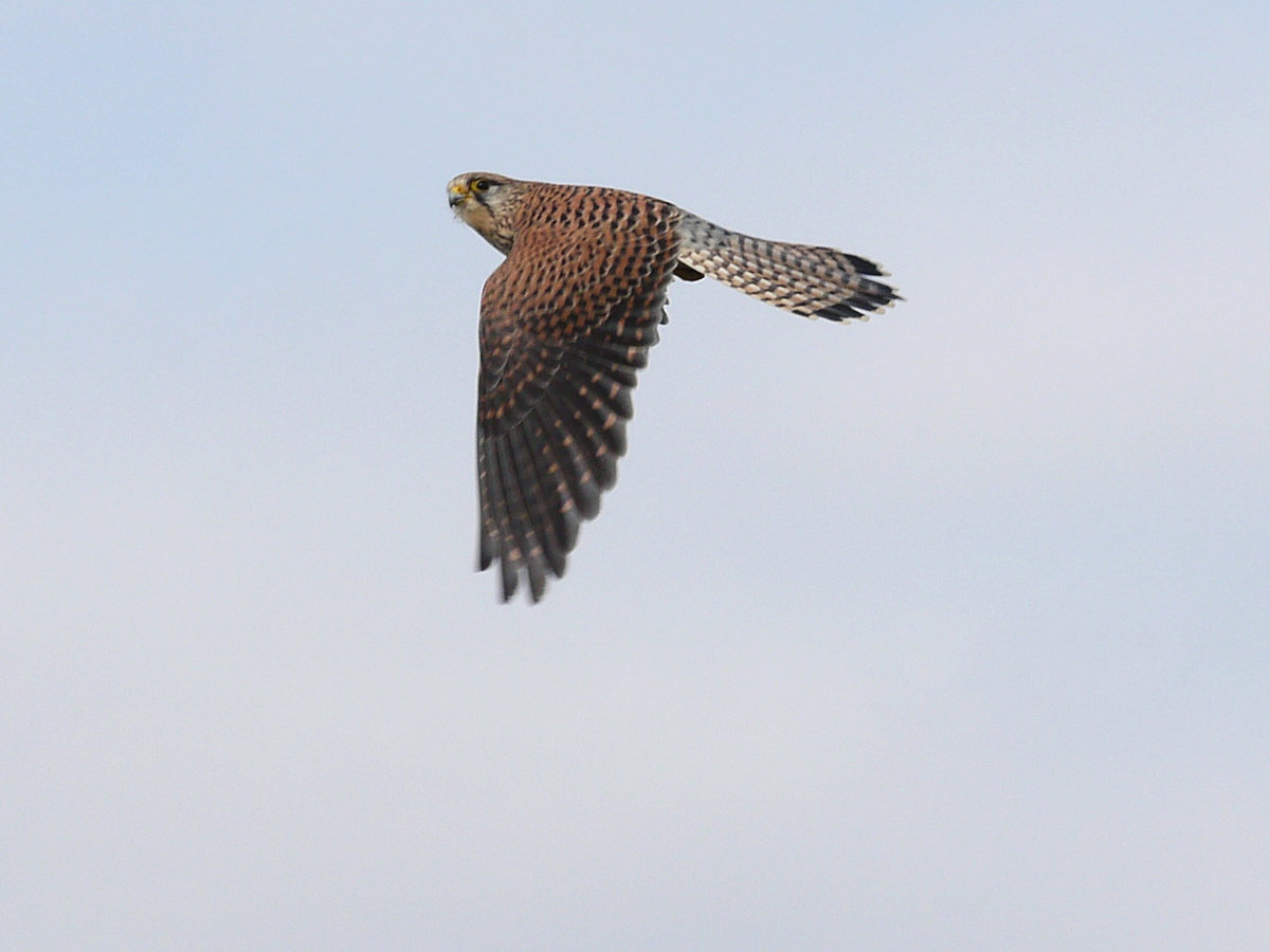 Ein Turmfalke (Falco) im Flug ber der Dresdner Elbwiese (2); 18.03.2016
