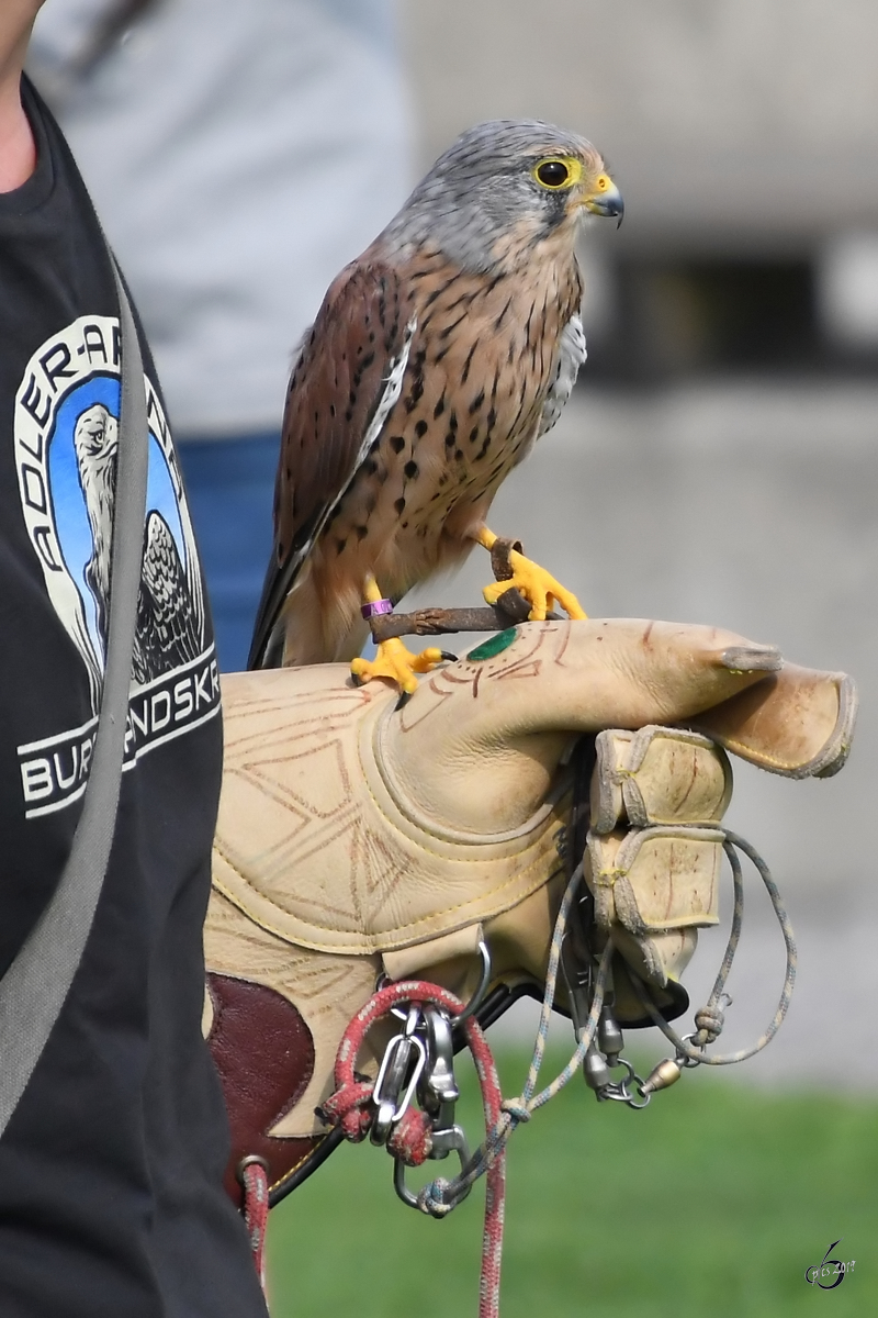 Ein Turmfalke wird in der Adlerarena auf der Burgruine Landskron vorgestellt. (Villach, August 2019)