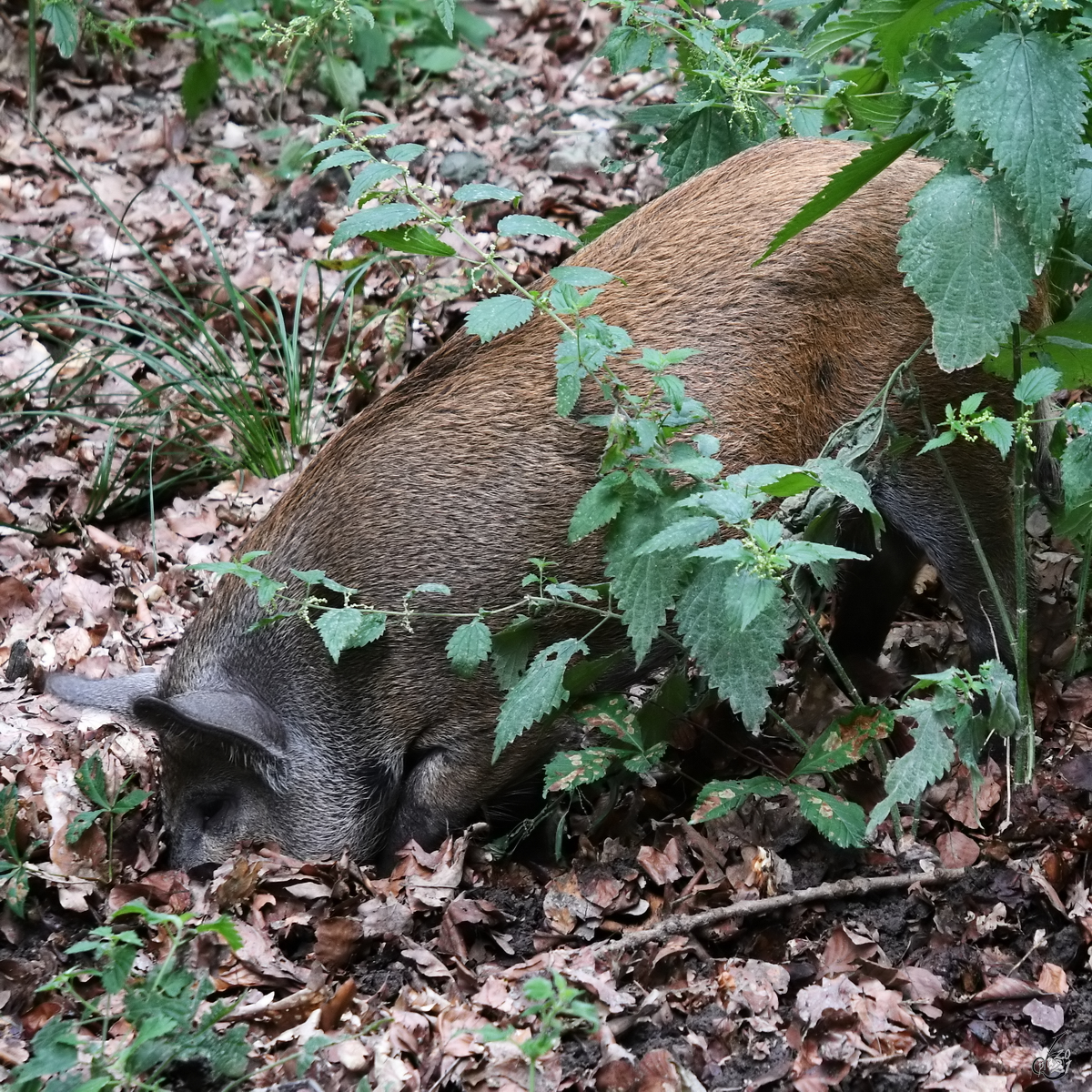 Ein Turopolje-Ferkel beim buddelt im Waldboden erwischt. (Ivenacker Eichen, August 2021)