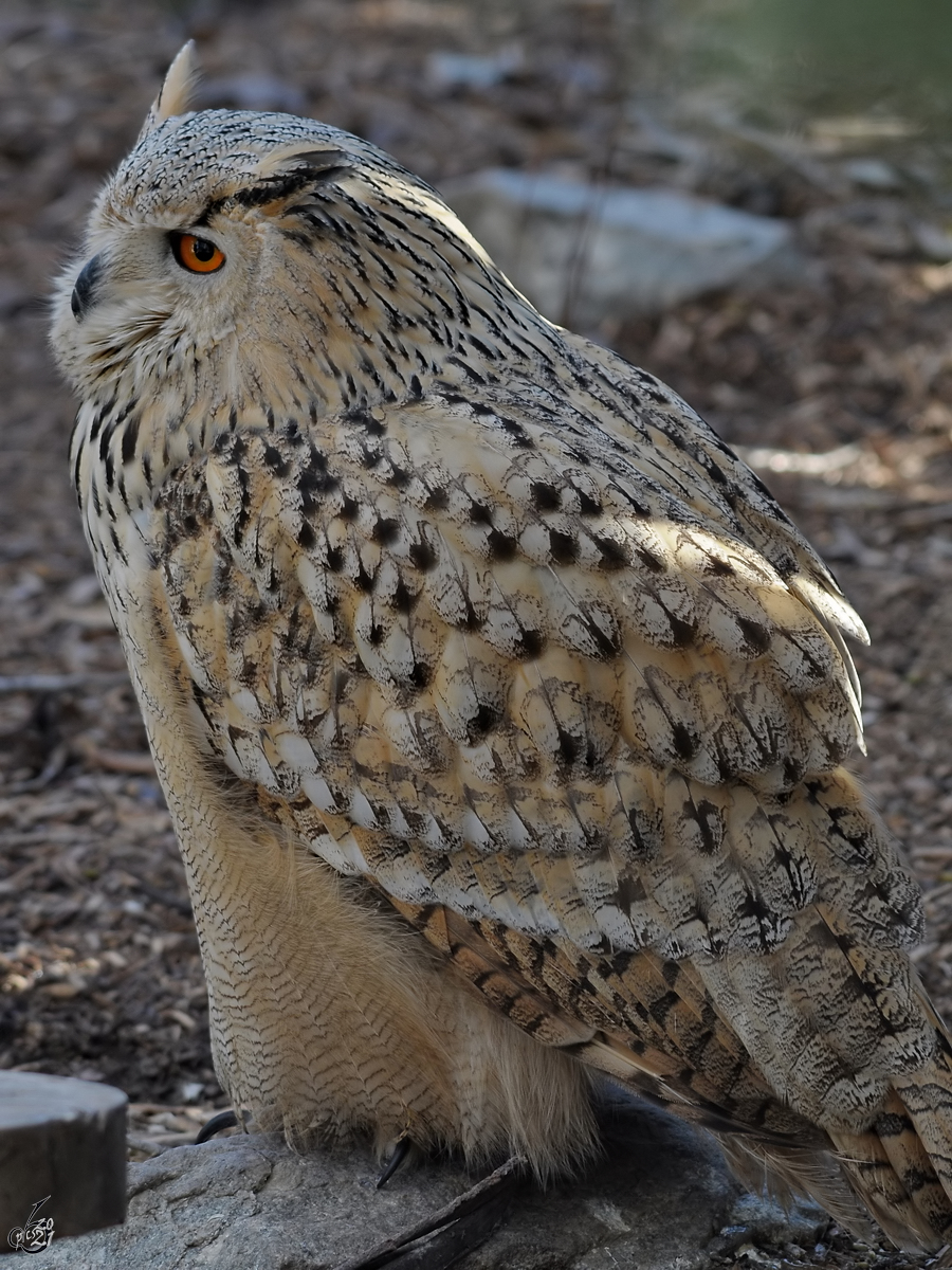 Ein Uhu im Zoo Madrid. (Dezember 2010)