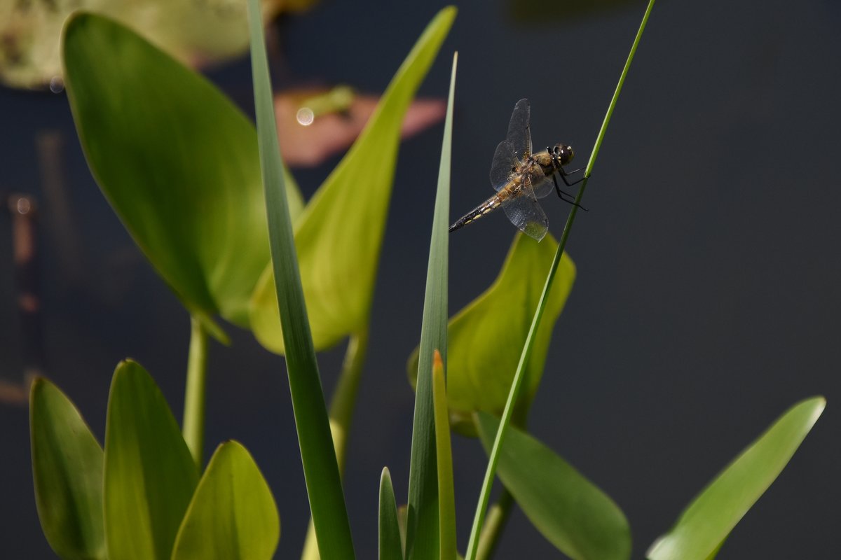 ein vermutlich lteres Weibchen der Plattbauchlibelle (RHEINE, Kreis Steinfurt/Deutschland, 14.06.2017) -- Dank an Hans De Rond fr den Hinweis