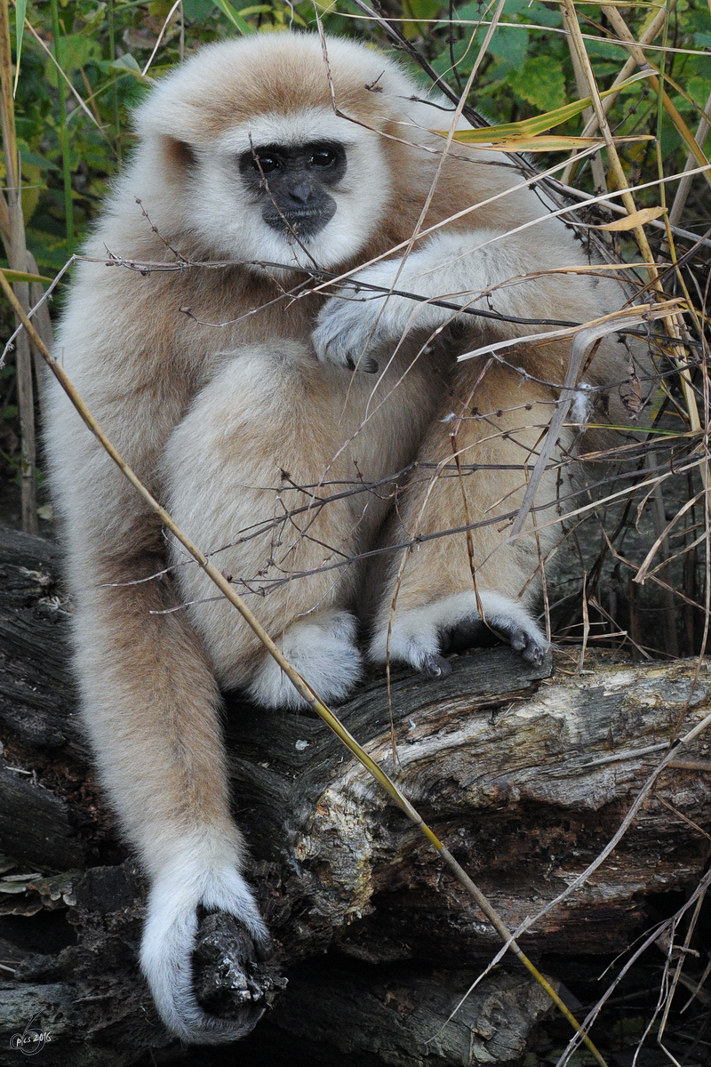 Ein vertrumter Weihandgibbon im Tiergarten Schnbrunn. (Wien, November 2010)