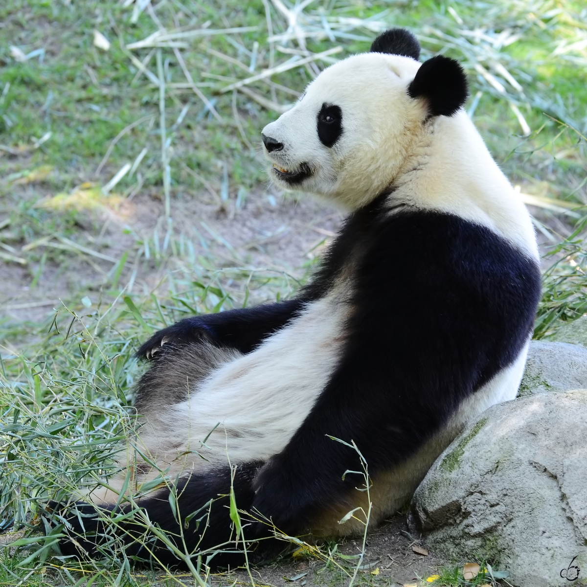 Ein very relaxter Panda war Mitte Dezember 2010 im Zoo Madrid zu sehen.