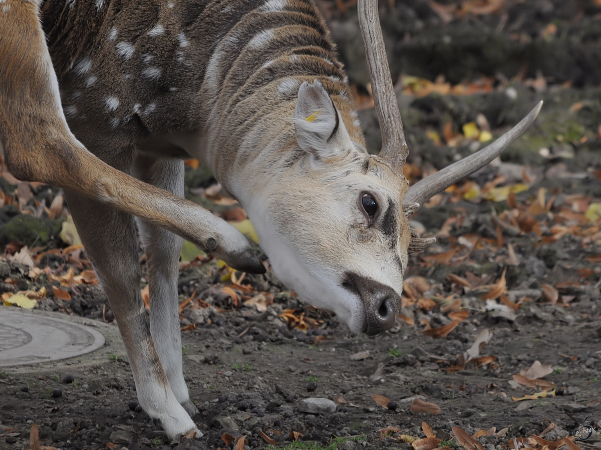 Ein Vietnam-Sikahirsch im Tiergarten Schnbrunn. (Wien, November 2010)