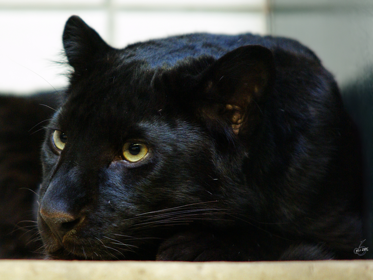 Ein vor sich hin trumender Panther