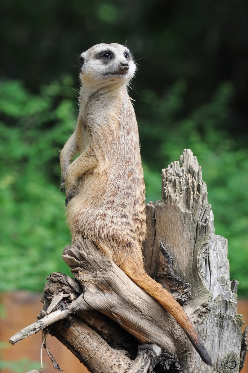 Ein wachsames Erdmnnchen Anfang Juli 2010 im Zoo Schwerin.