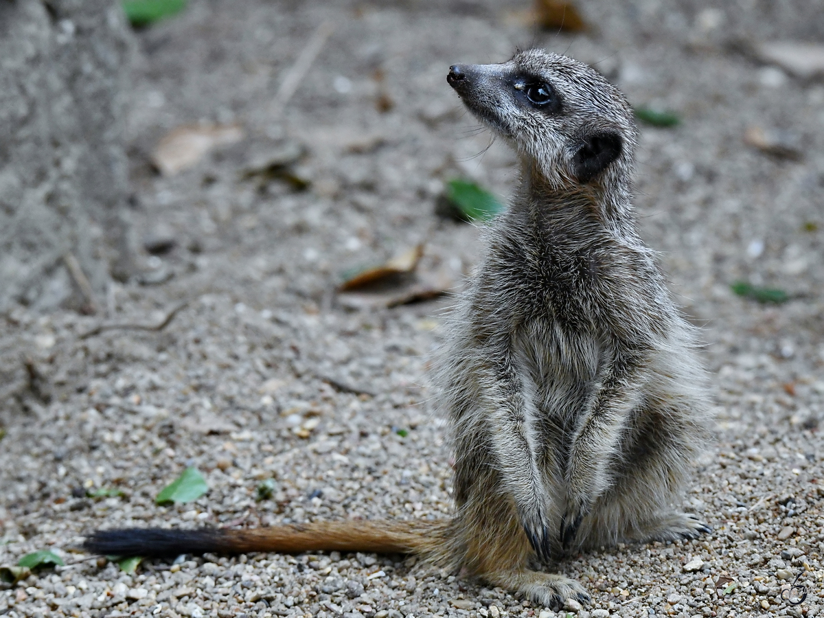 Ein wachsames Erdmnnchen Anfang Juni 2018 im Zoo Aalborg.