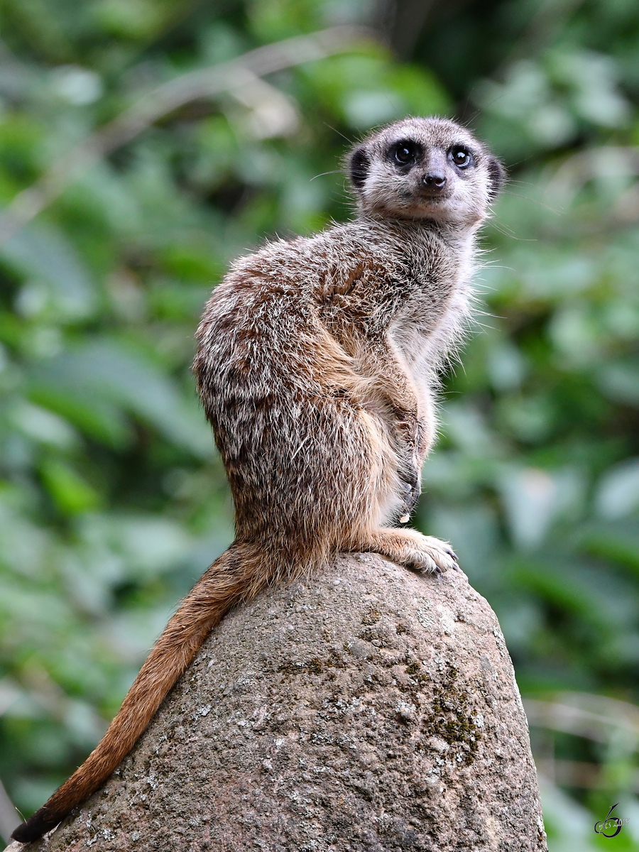 Ein wachsames Erdmnnchen auf seiner Aussichtsplattform. (Zoo Aalborg, Juni 2018)