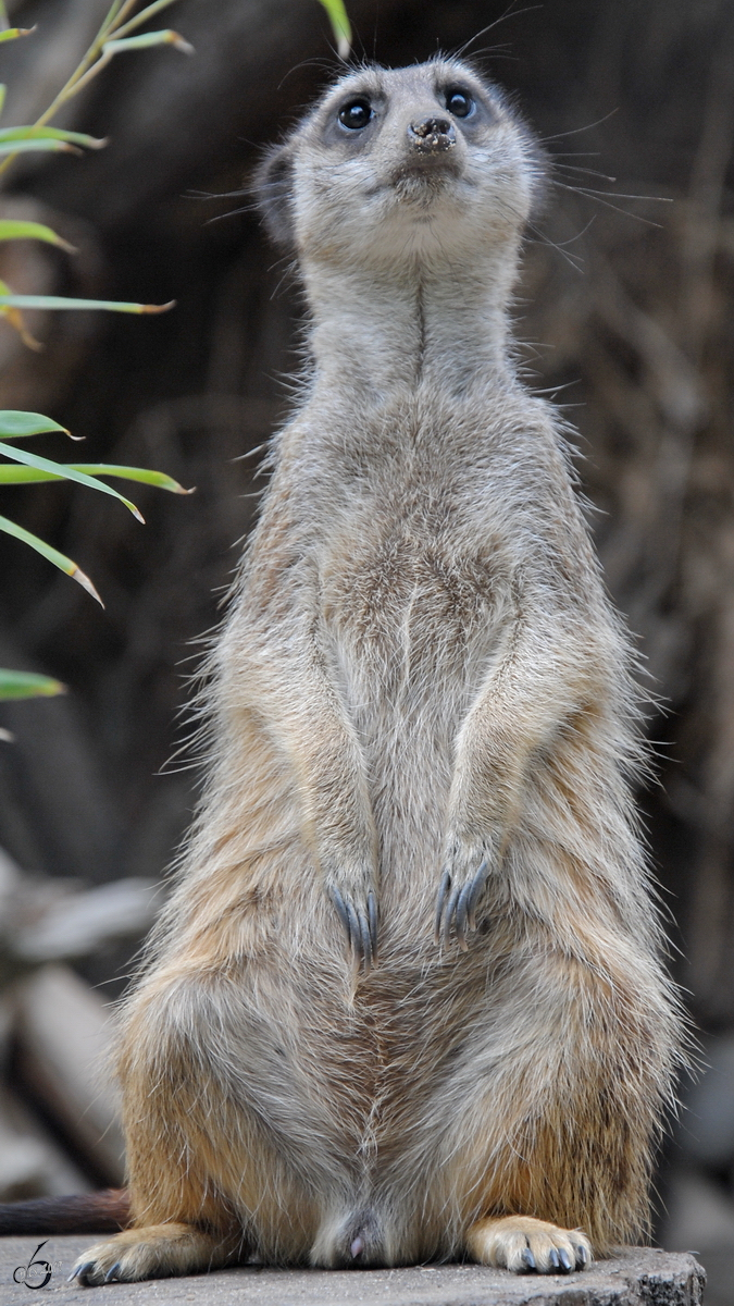 Ein wachsames Erdmnnchen im Zoo Dortmund. (Mai 2010)