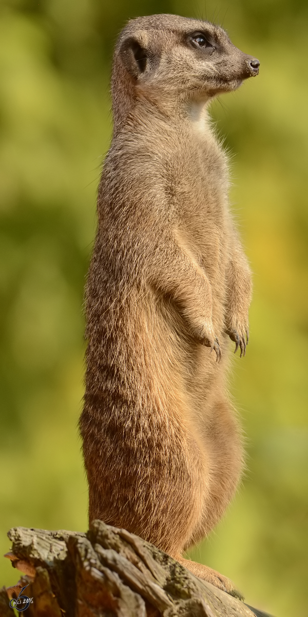 Ein wachsames Erdmnnchen im Zoo Safaripark Stukenbrock. (Oktober 2014)