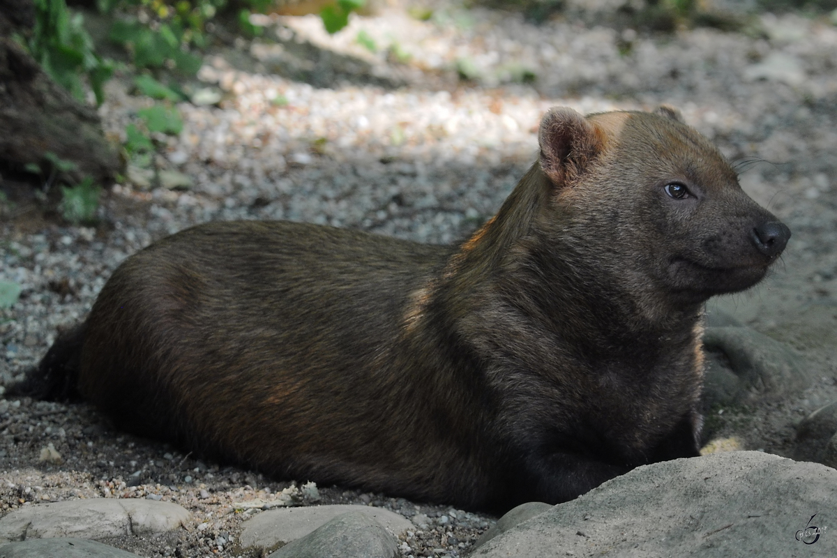 Ein Waldhund im Zoo Dortmund. (Juni 2010)