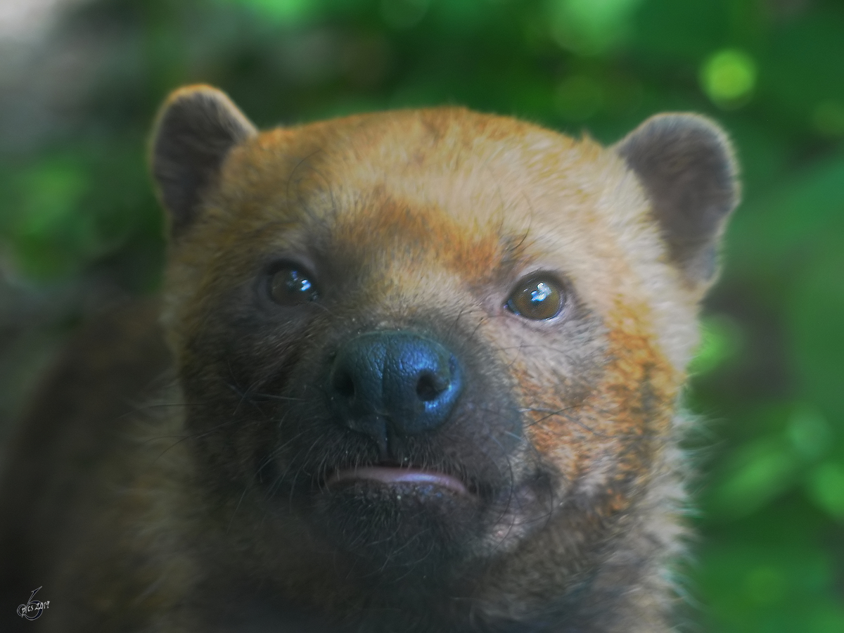 Ein Waldhund im Zoo Dortmund. (Juni 2010)