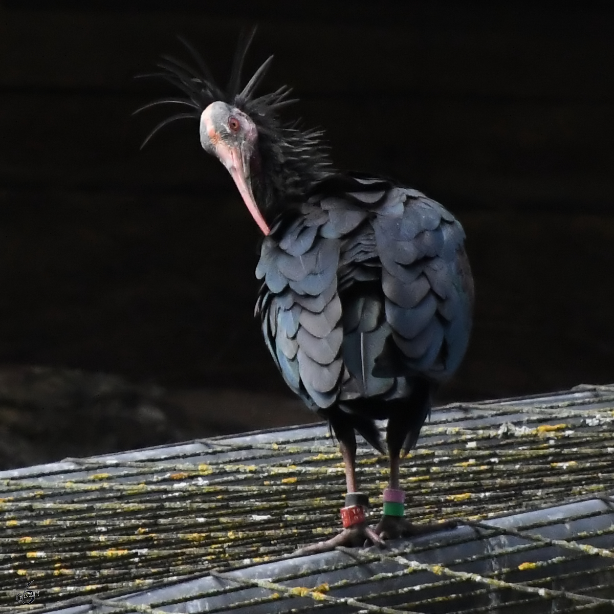 Ein Waldrapp Ende August 2019 im Wildpark Rosegg.