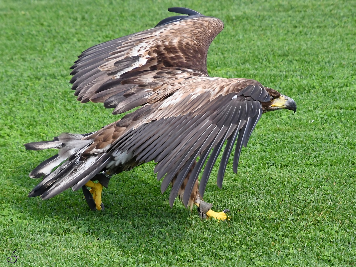 Ein  Wander adler unterwegs in der Adlerarena auf der Burgruine Landskron. (Villach, August 2019)