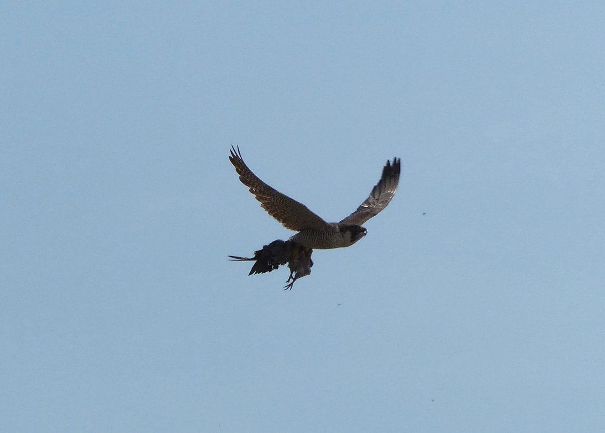 Ein Wanderfalke (Falco peregrinus), ber Gera am 21.6.2017, mit einer gerupften Stadttaube in den Fngen