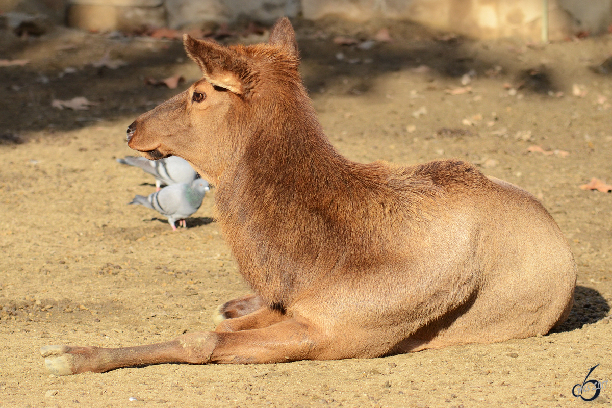 Ein Wapiti geniet die winterliche Sonne im Zoo Barcelona (Dezember 2011)