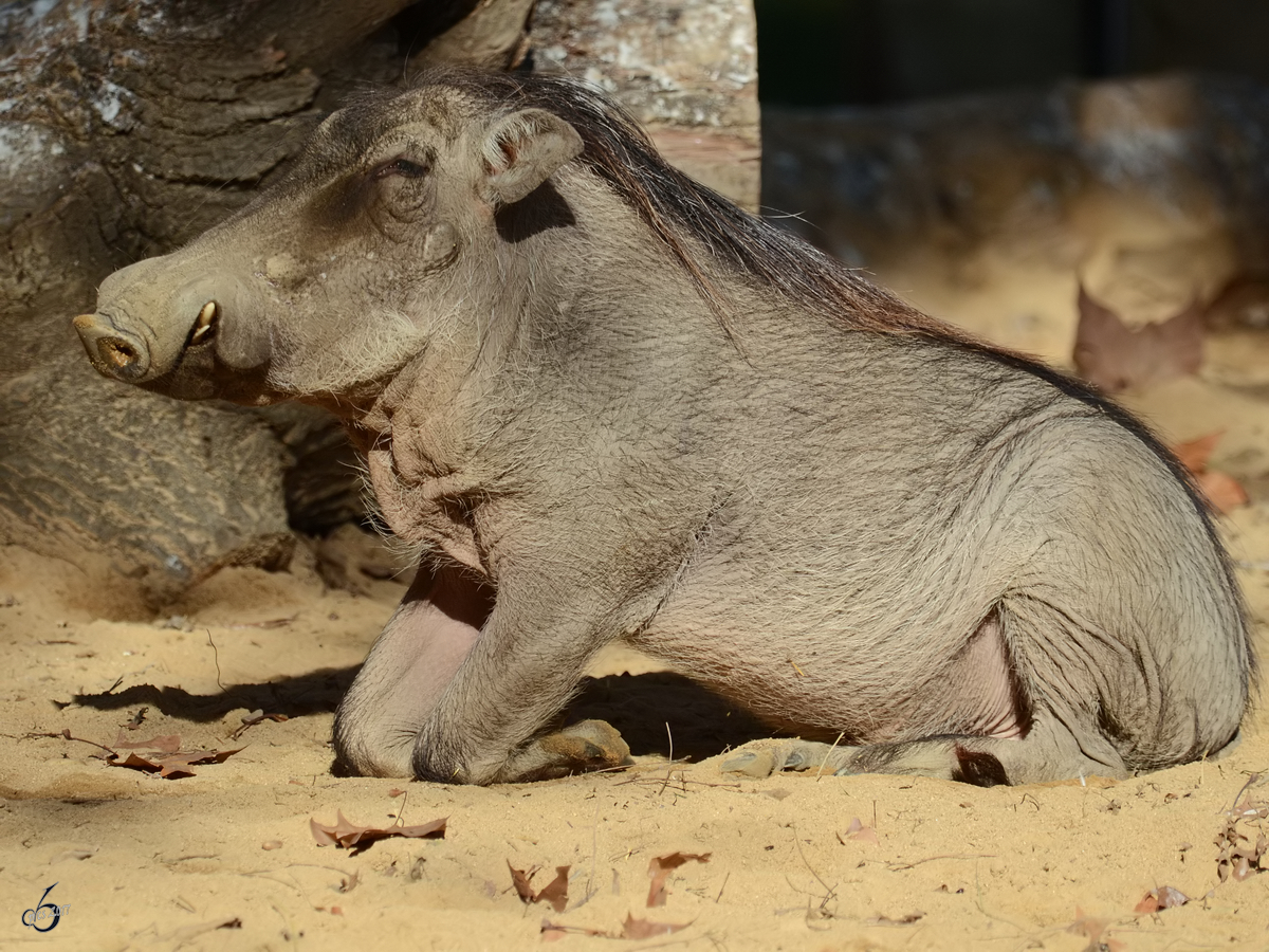 Ein Warzenschwein geniet die winterliche Sonne im Zoo Barcelona. (Dezember 2017)