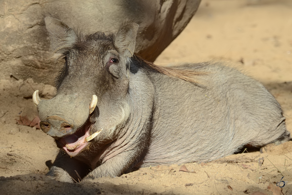 Ein Warzenschwein geniet die winterlichen Sonnenstrahlen im Zoo Barcelona. (Dezember 2017)