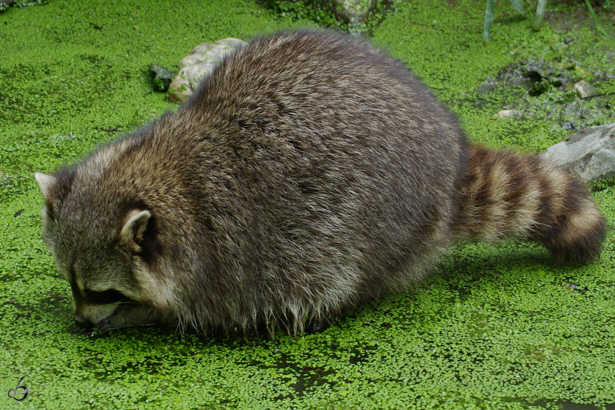 Ein Waschbr auf der Suche im trben Nass. (Zoom Gelsenkirchen, September 2009)