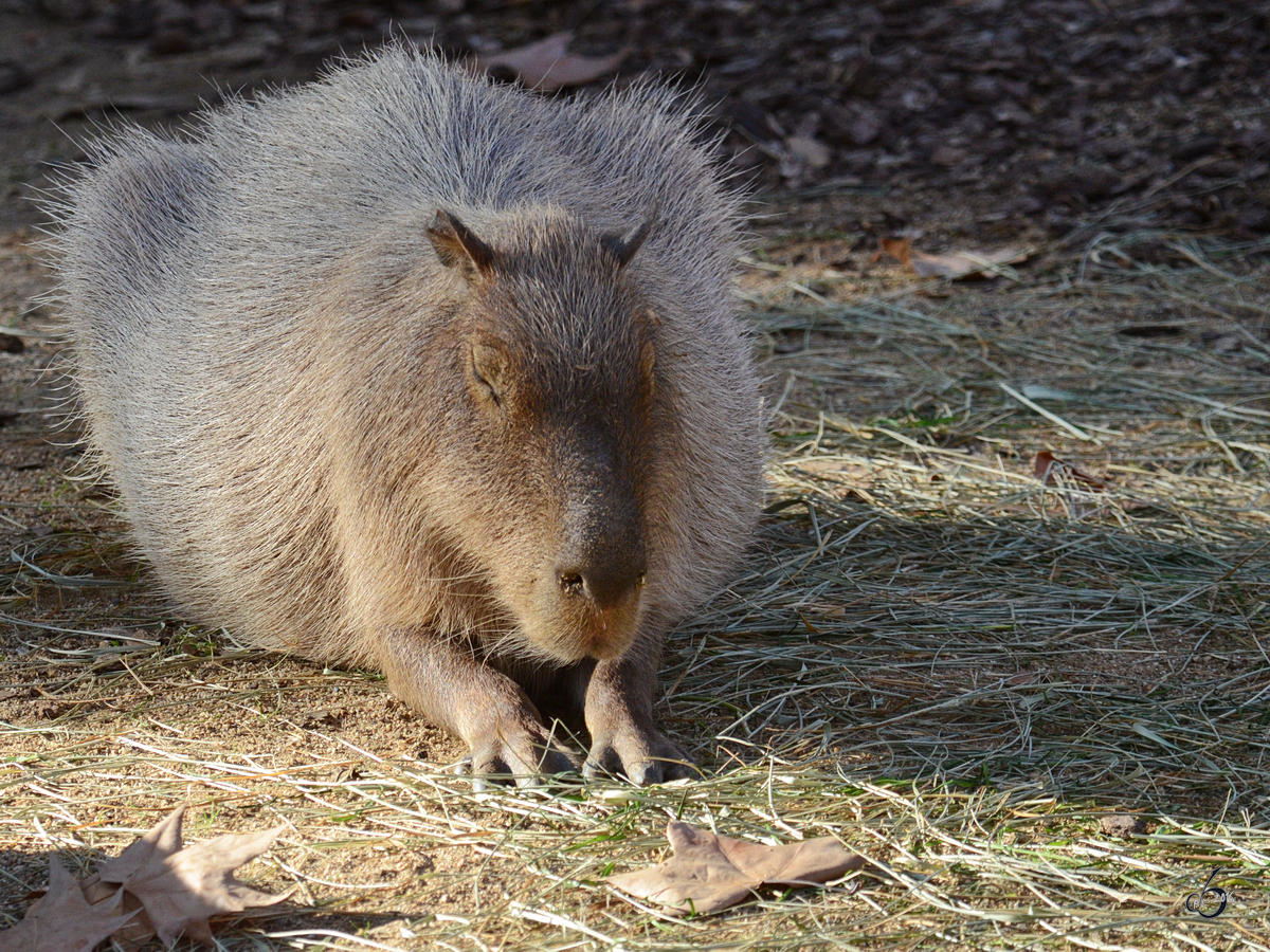 Ein Wasserschwein, fotografiert im Zoo Barcelona (Dezember 2011)