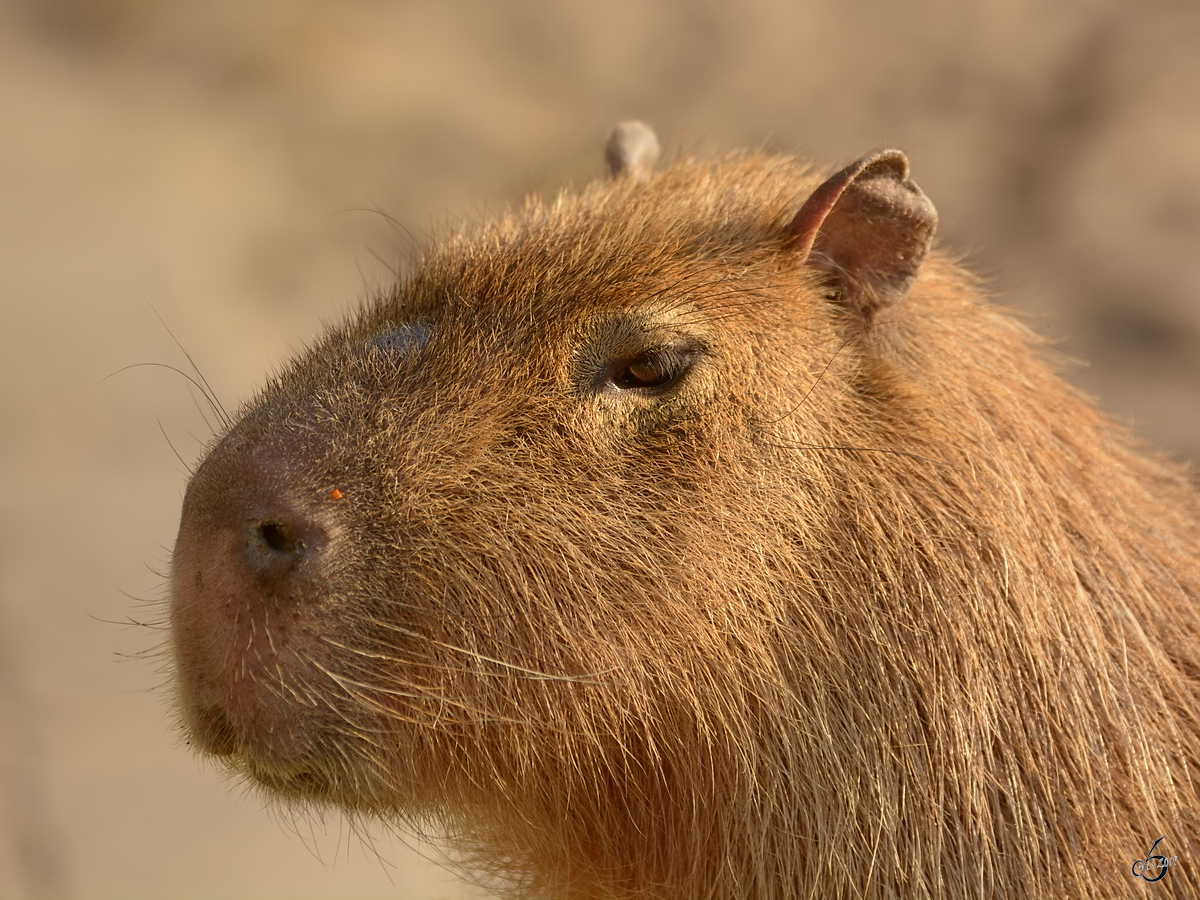 Ein Wasserschwein Mitte Februar 2015 im Zoo Dortmund.