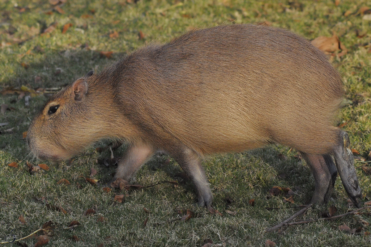 Ein Wasserschwein im Tiergarten Schnbrunn. (Wien, November 2010) 