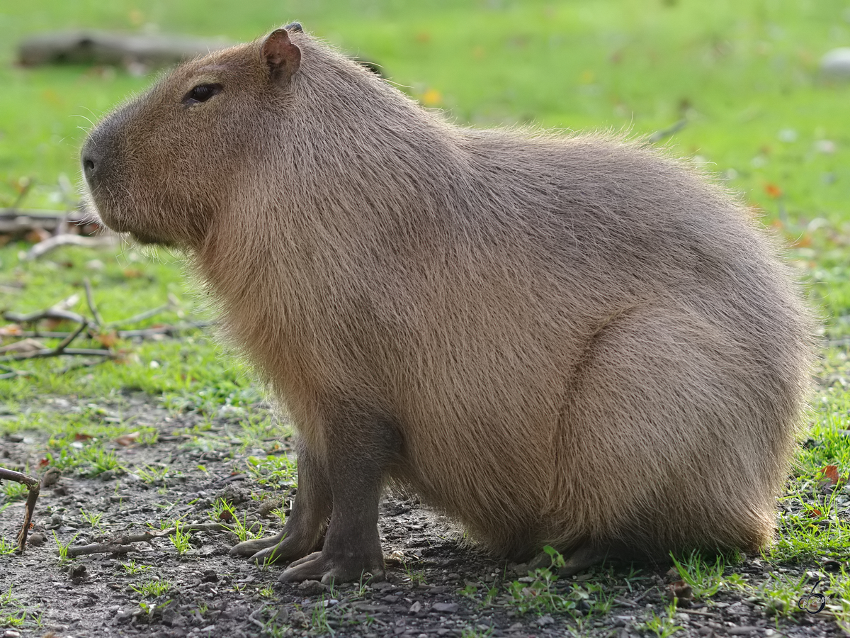 Ein Wasserschwein im Zoo Dortmund. (November 2009)