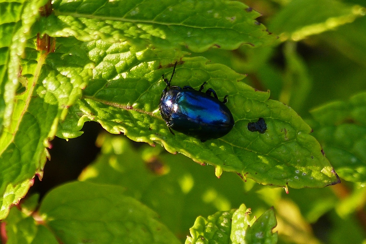 Ein Weiblicher Minzblattkfer, etwas Grer als die Mnnlichen, auf der Minze in meinem Garten. 07.2022