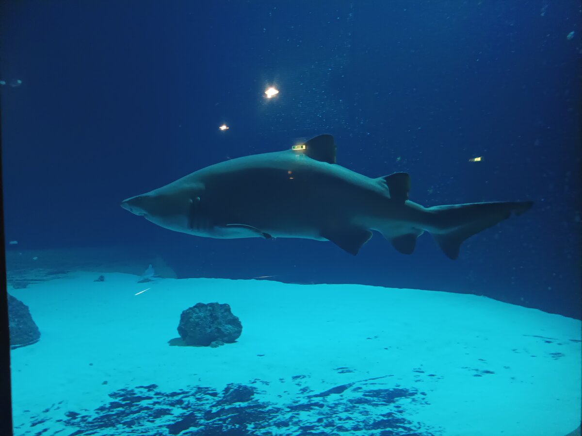 Ein Weißer Hai Im Hai Aquarium der Meereswelten Fehrmann am 1.06.22