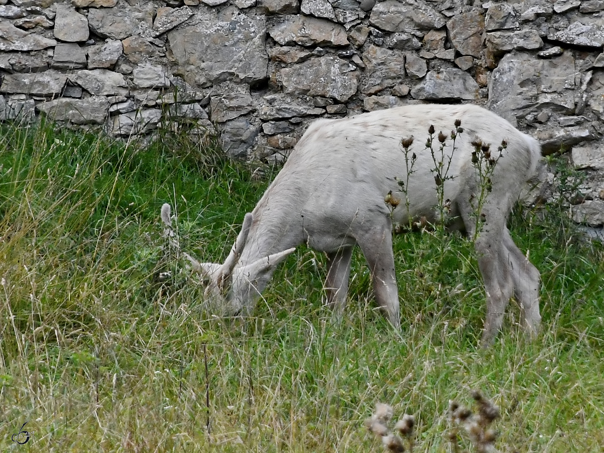 Ein weißer Hirsch auf Nahrungssuche. (Wildpark Rosegg, August 2019)