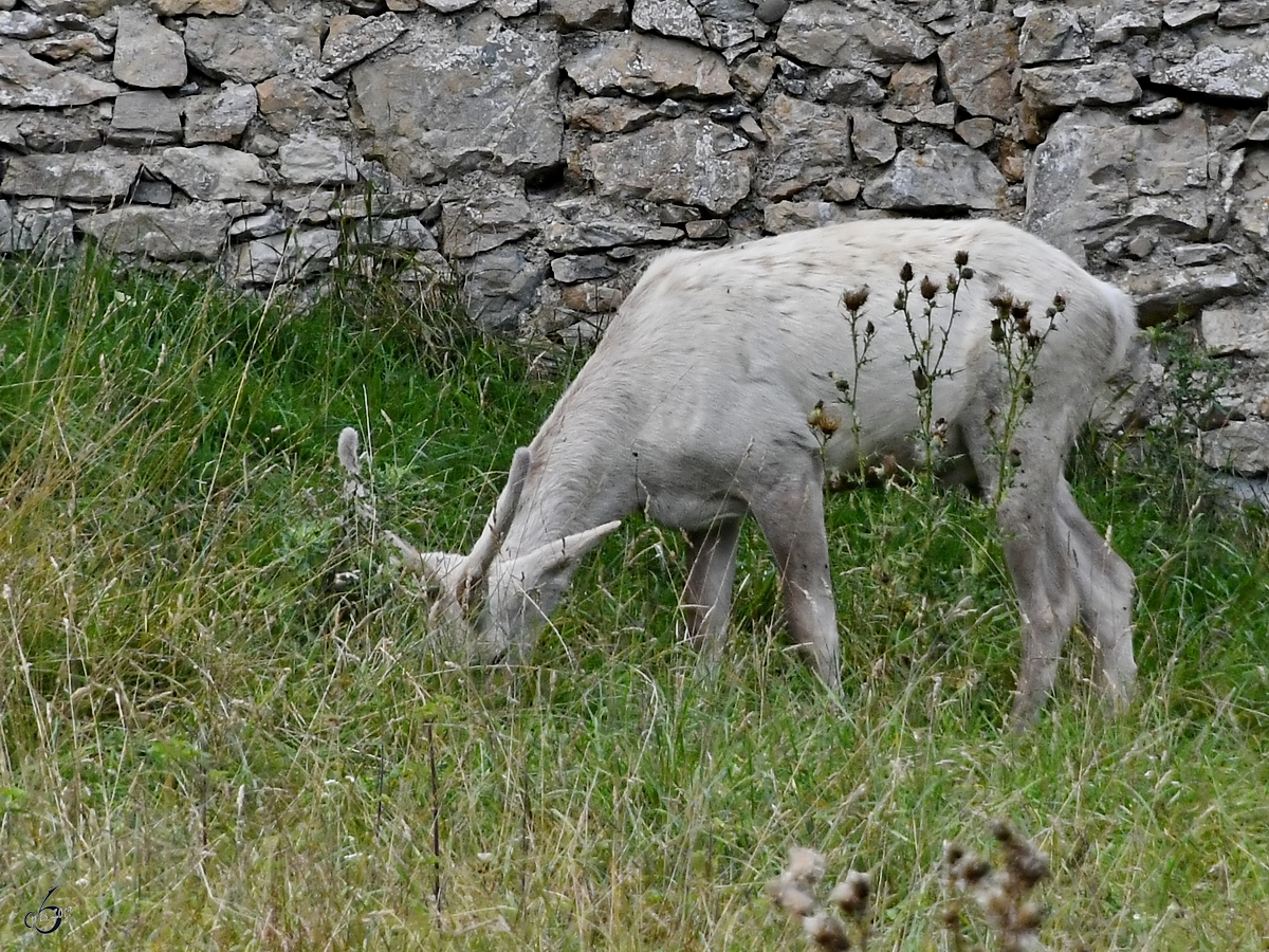 Ein weier Hirsch auf Nahrungssuche. (Wildpark Rosegg, August 2019)