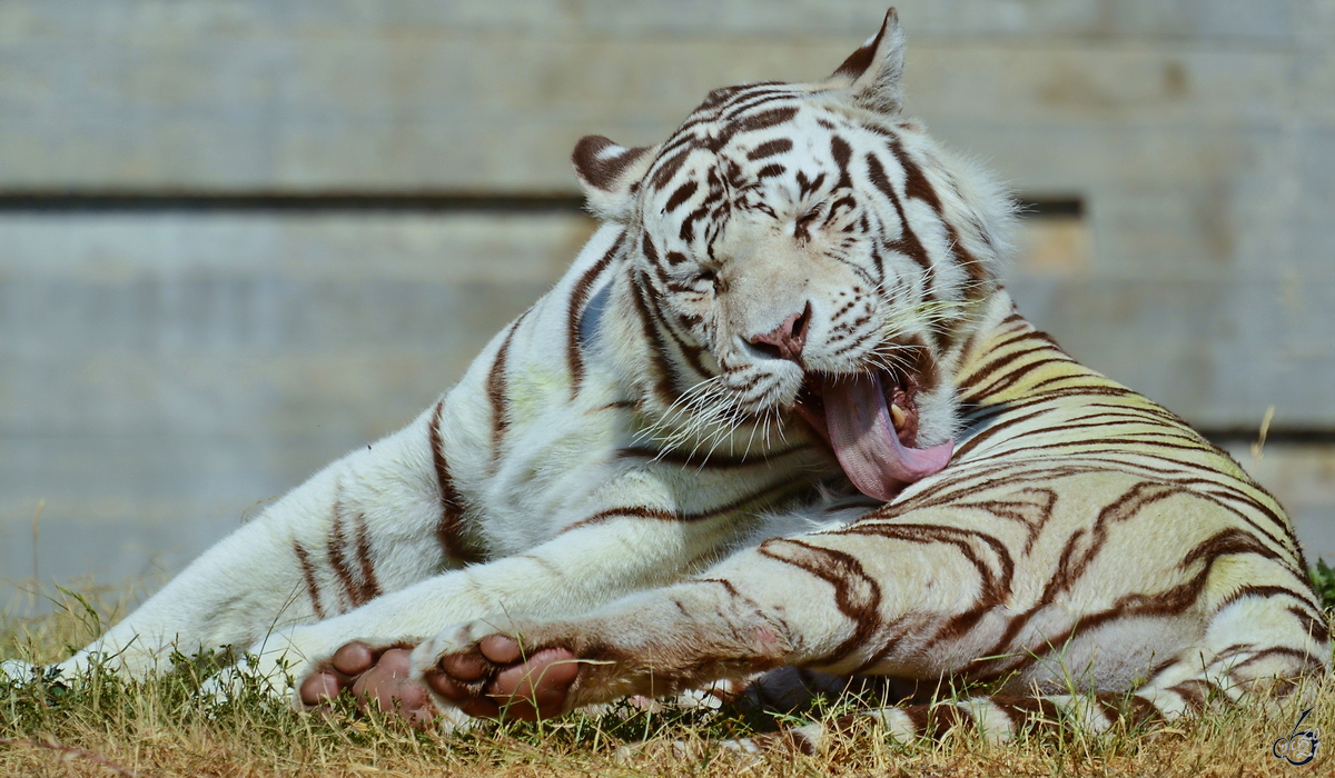 Ein weißer Tiger bei der Fellpflege. (Zoo Madrid, Dezember 2010) 