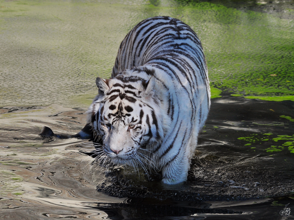 Ein weier Tiger sucht Abkhlung im feuchten Nass. (Zoo Madrid, Dezember 2010)