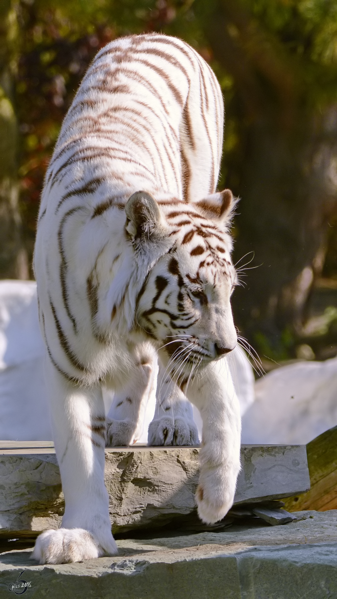 Ein Weisser Tiger Im Zoo Safaripark Stukenbrock Oktober 2014 Tier