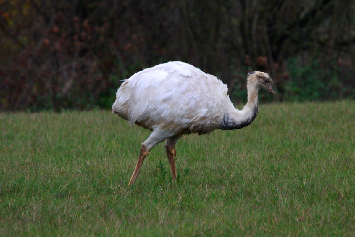 Ein weies Nandu bei Utecht; 19.11.2014