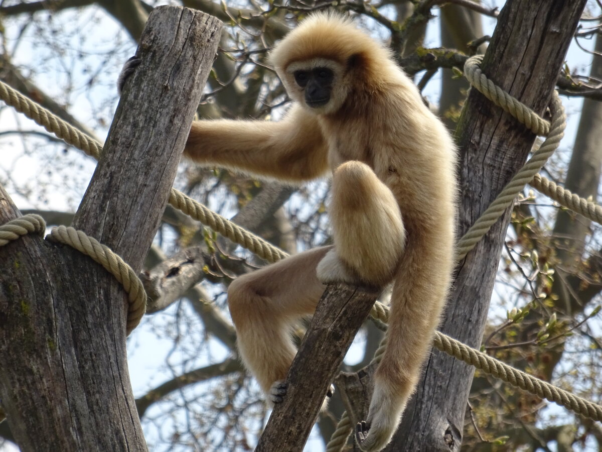 Ein Weihandgibbon (Hylobates lar) im Tiergarten Schnbrunn, 20. April 2022