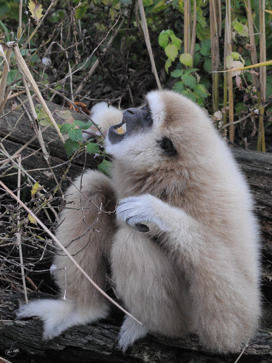 Ein Weihandgibbon nimmt im Tiergarten Schnbrunn einen kleinen Snack ein. (Wien, November 2010)