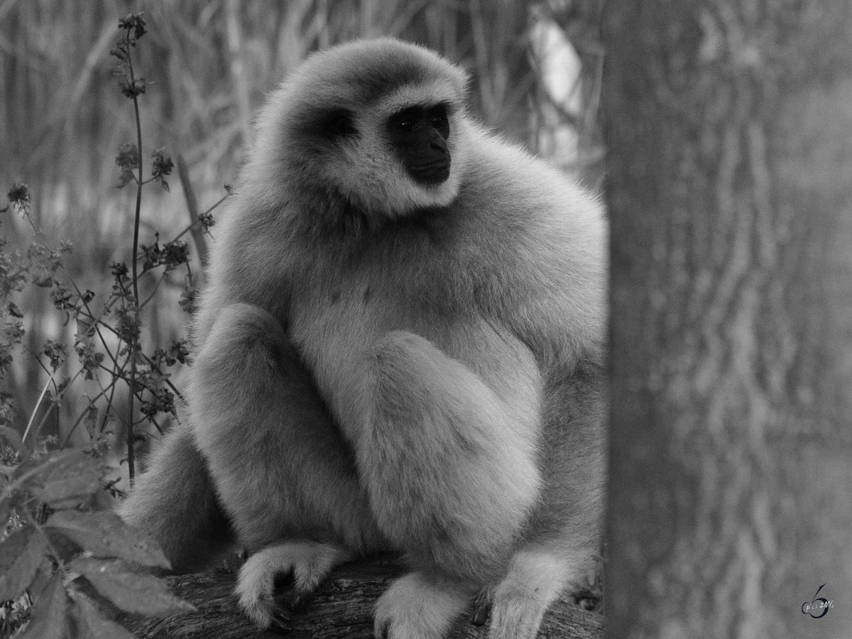 Ein Weihandgibbon im Tiergarten Schnbrunn. (Wien, November 2010)