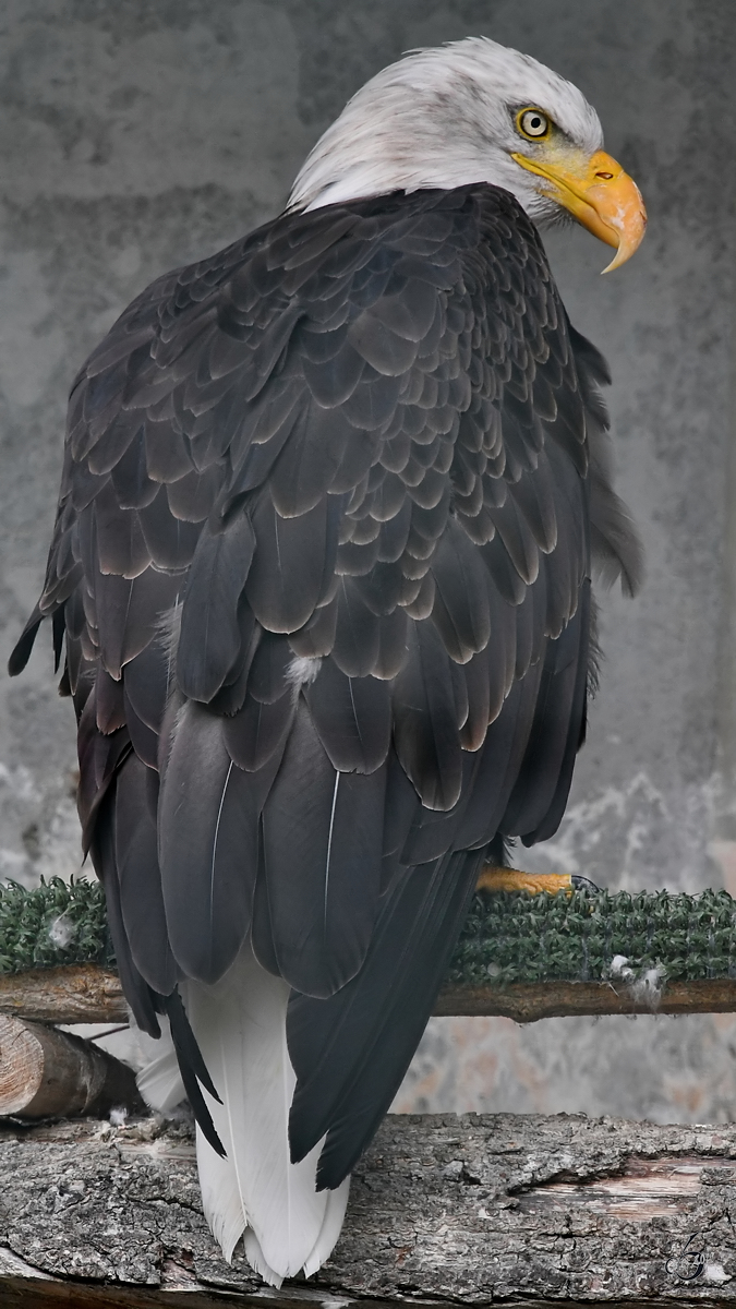 Ein Weikopf-Seeadler in der Adlerarena auf der Burgruine Landskron. (Villach, August 2019)