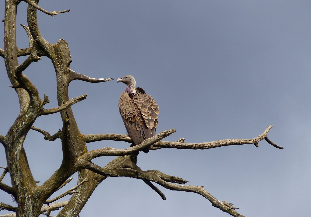 Ein Weirckengeier (Gyps africanus) im nordthiopischen Gonder am 22.4.2019