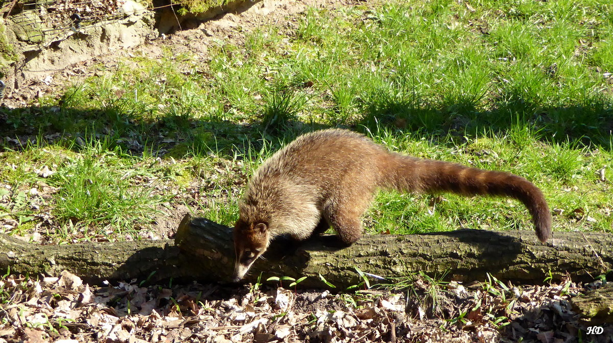 Ein Weirsselnasenbr (Nasua narica). Diese Rasse wird in Deutschland auer im Nordhorner Tierpark nur noch in Halle und Magdeburg gehalten. Aufnahme von Mrz 2017.