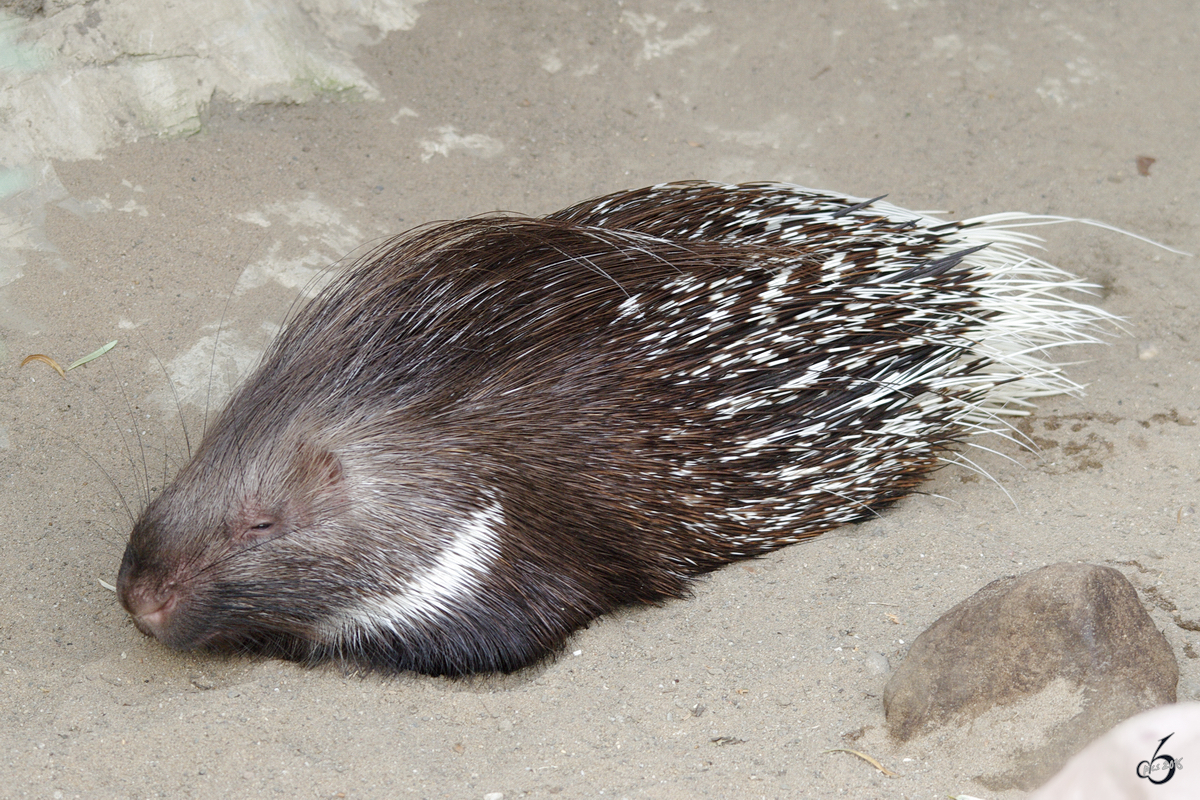 Ein Weischwanz-Stachelschwein im Zoom Gelsenkirchen.