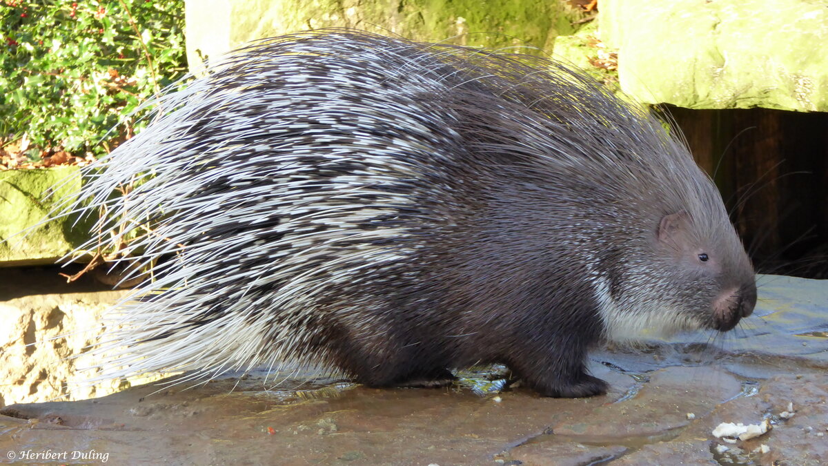 Ein Weischwanz-Stachelschweine (Hystrix leucura) einer im Tierpark Nordhorn lebenden Gruppe. Fotografiert im Dezember 2019. 