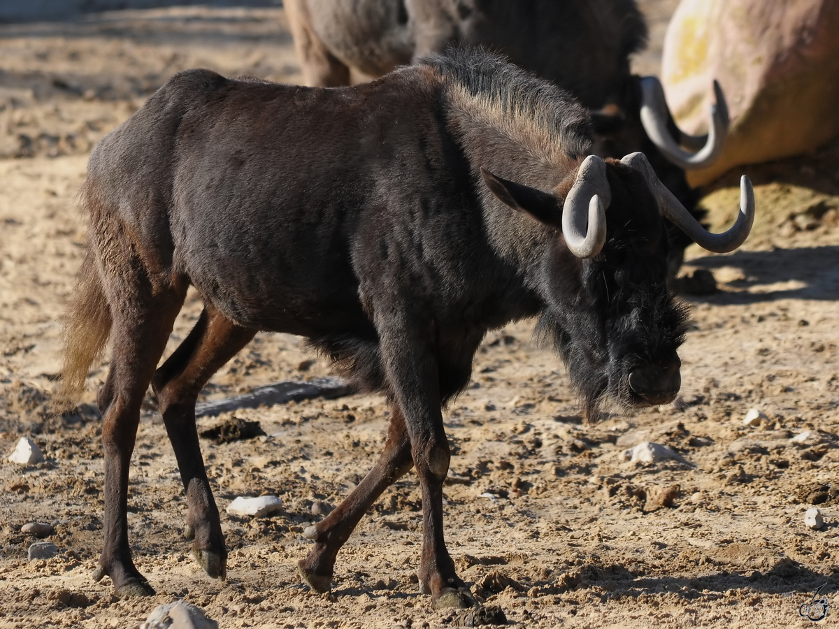 Ein  Weischwanzgnu (?) Mitte Dezember 2010 im Zoo Madrid.