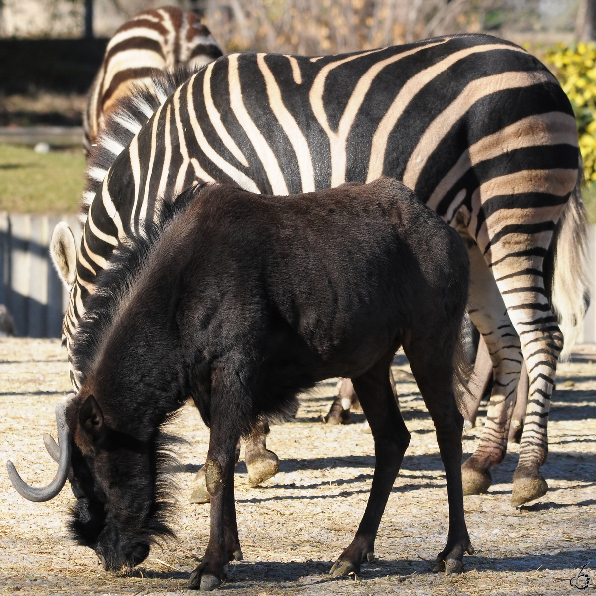 Ein Weischwanzgnu neben einem Zebra, so gesehen Mitte Dezember 2010 im Zoo Madrid.